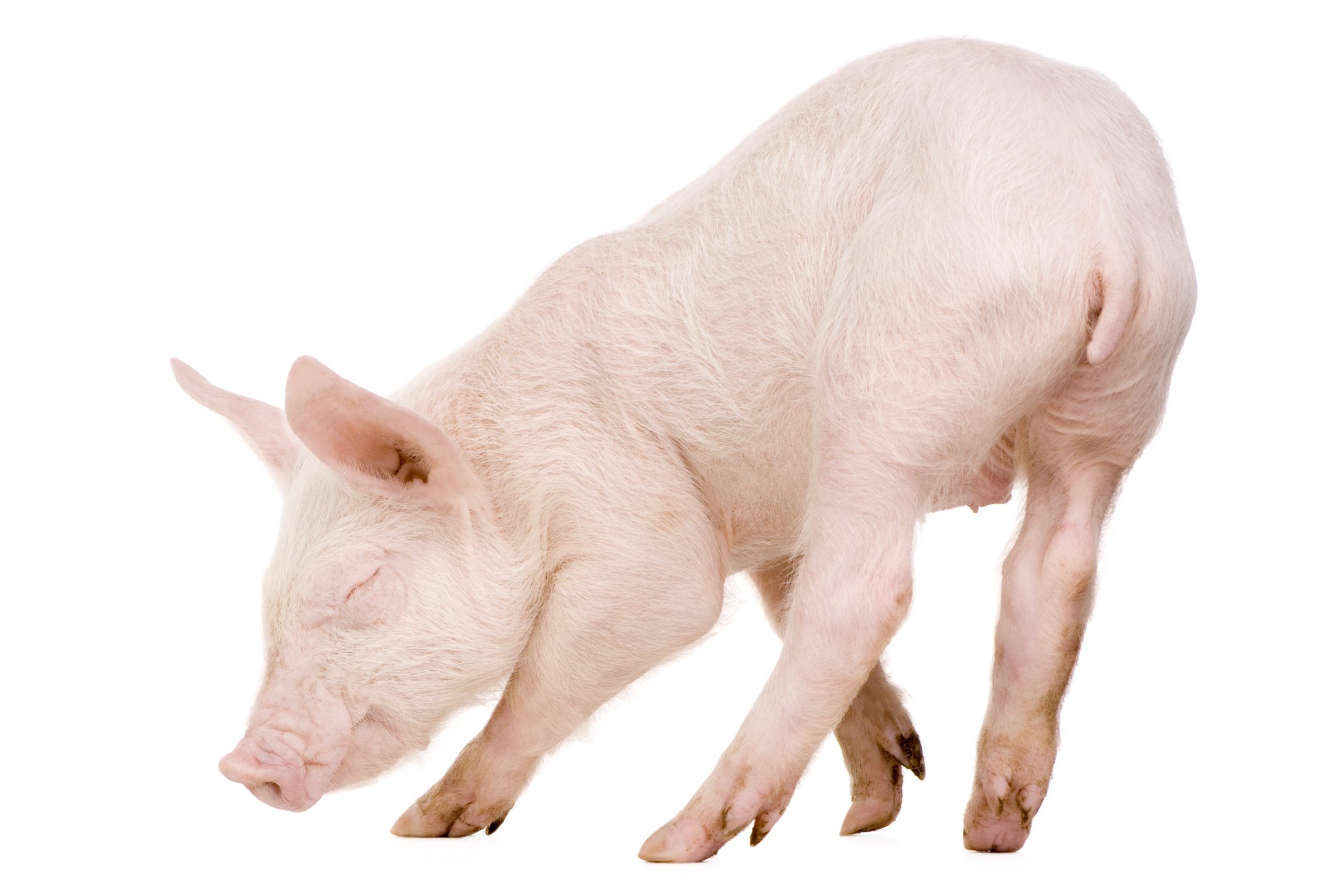 Young Pig (+/-1 month) in front of a white background Young Pig (+/-1 month) in front of a white background
