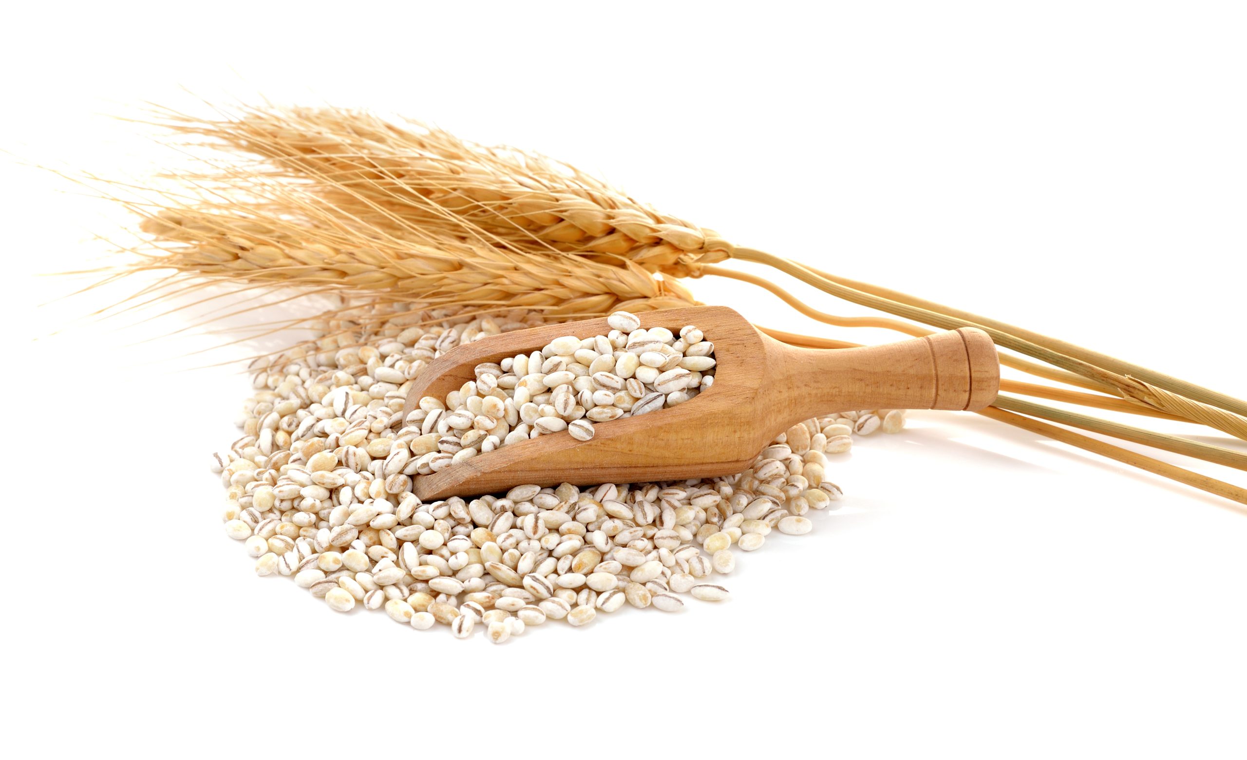 Barley grains isolated on white background. Barley grains isolated on white background.