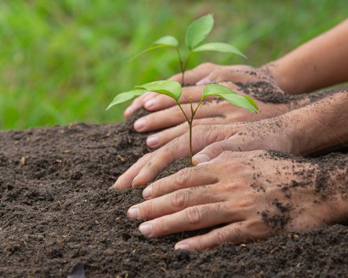 close up picture of hand holding planting the sapling of the pla close up picture of hand holding planting the sapling of the plant