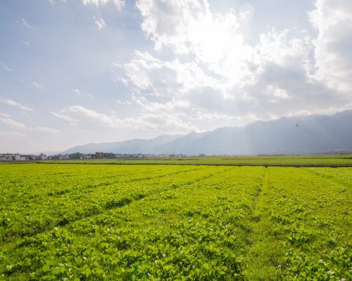 farmland farmland