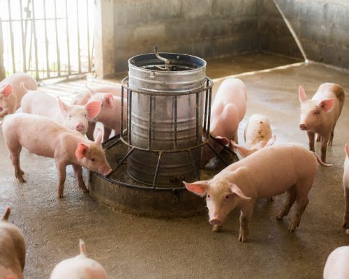 vista-de-las-ovejas Swine at the farm. Meat industry. Pig farming to meet the growing demand for meat in thailand and international.